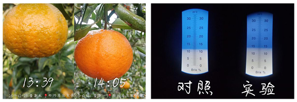 柯加力大量元素水溶肥應(yīng)用案例